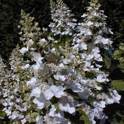 Hortensia de panculas 'Tardiva'